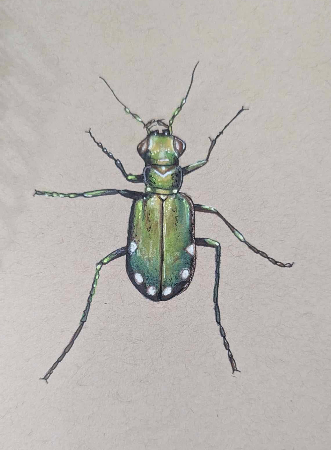 Six Spotted Tiger Beetle