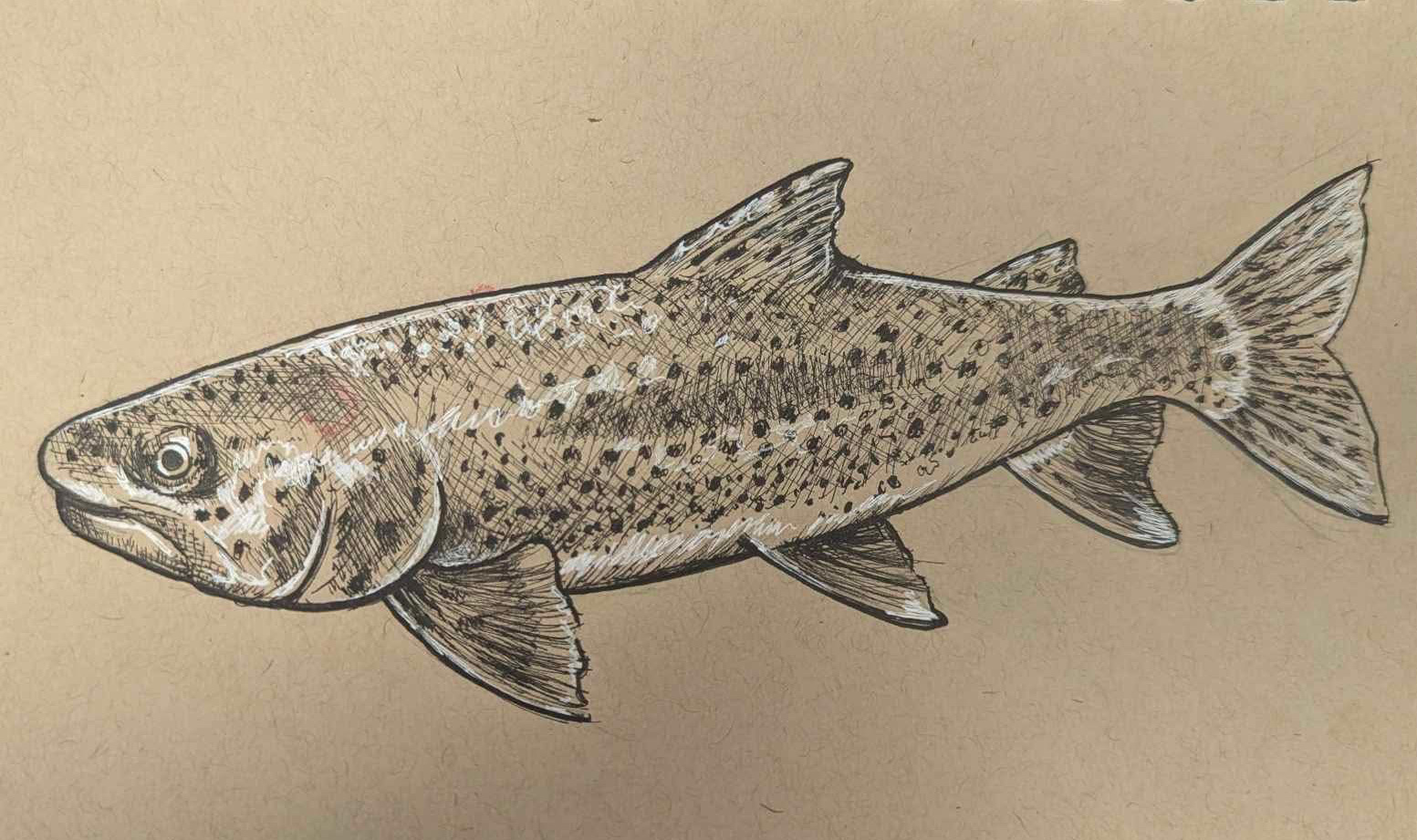 Trout