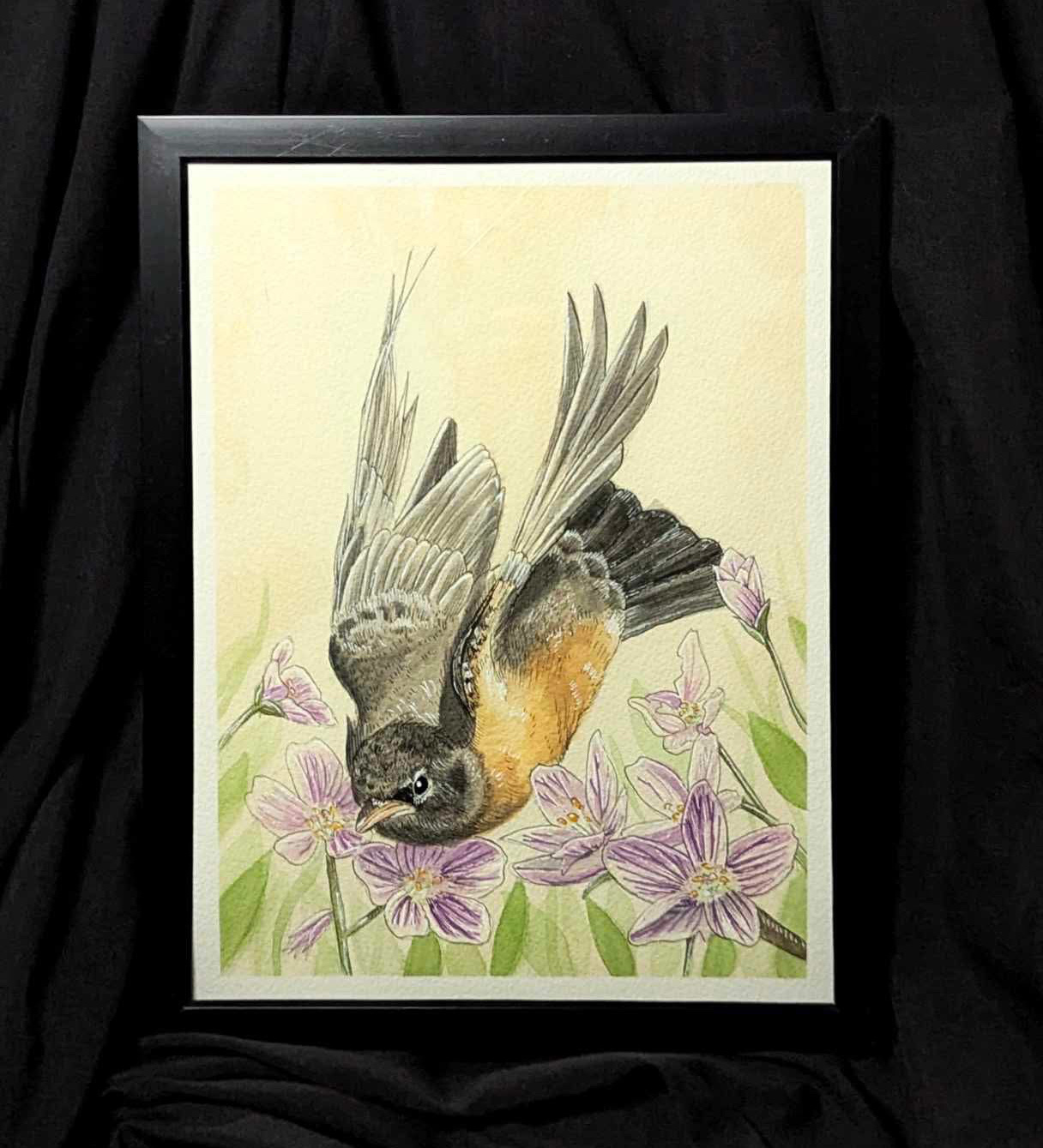 Red Breasted Robin 2024