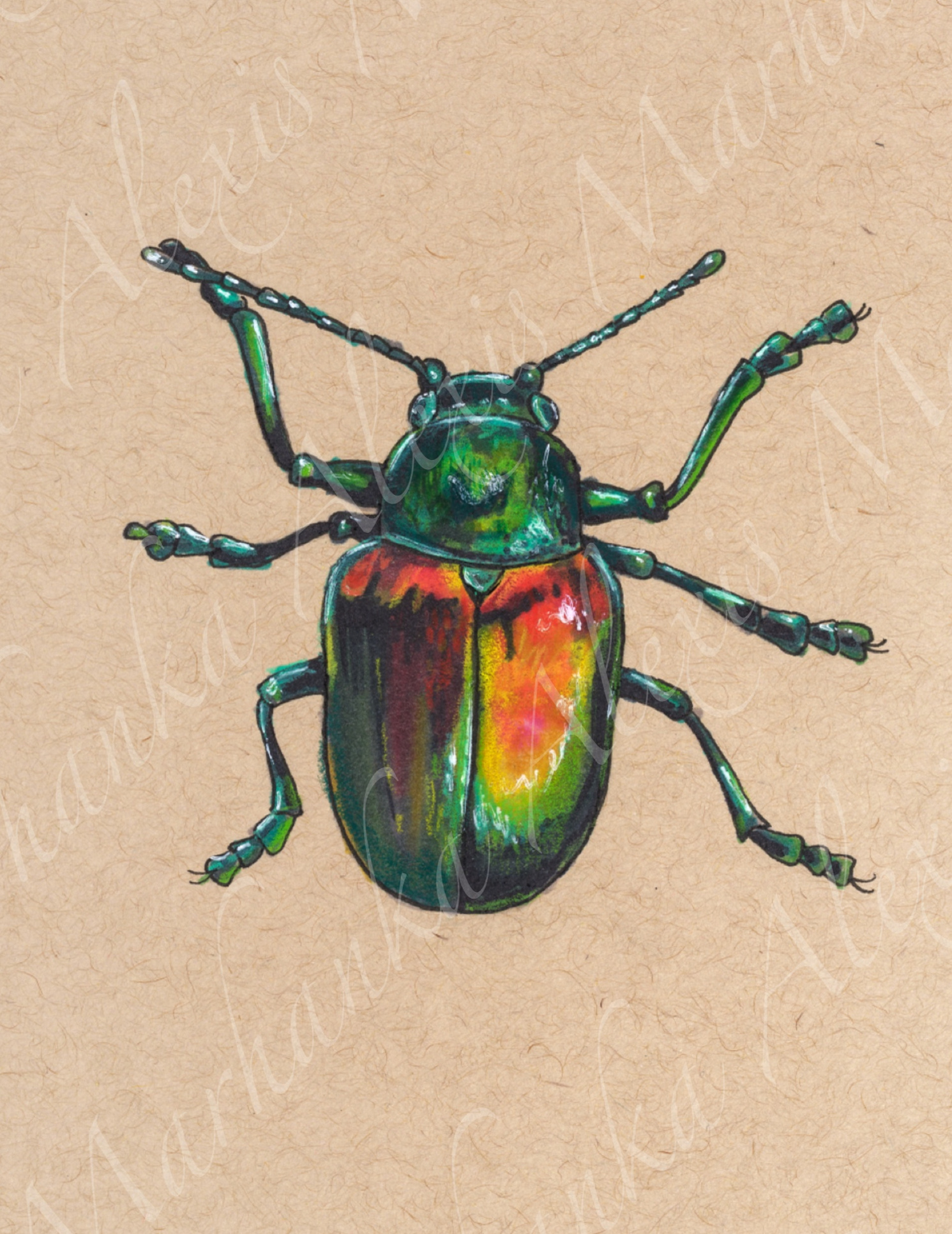 Dogbane Leaf Beetle