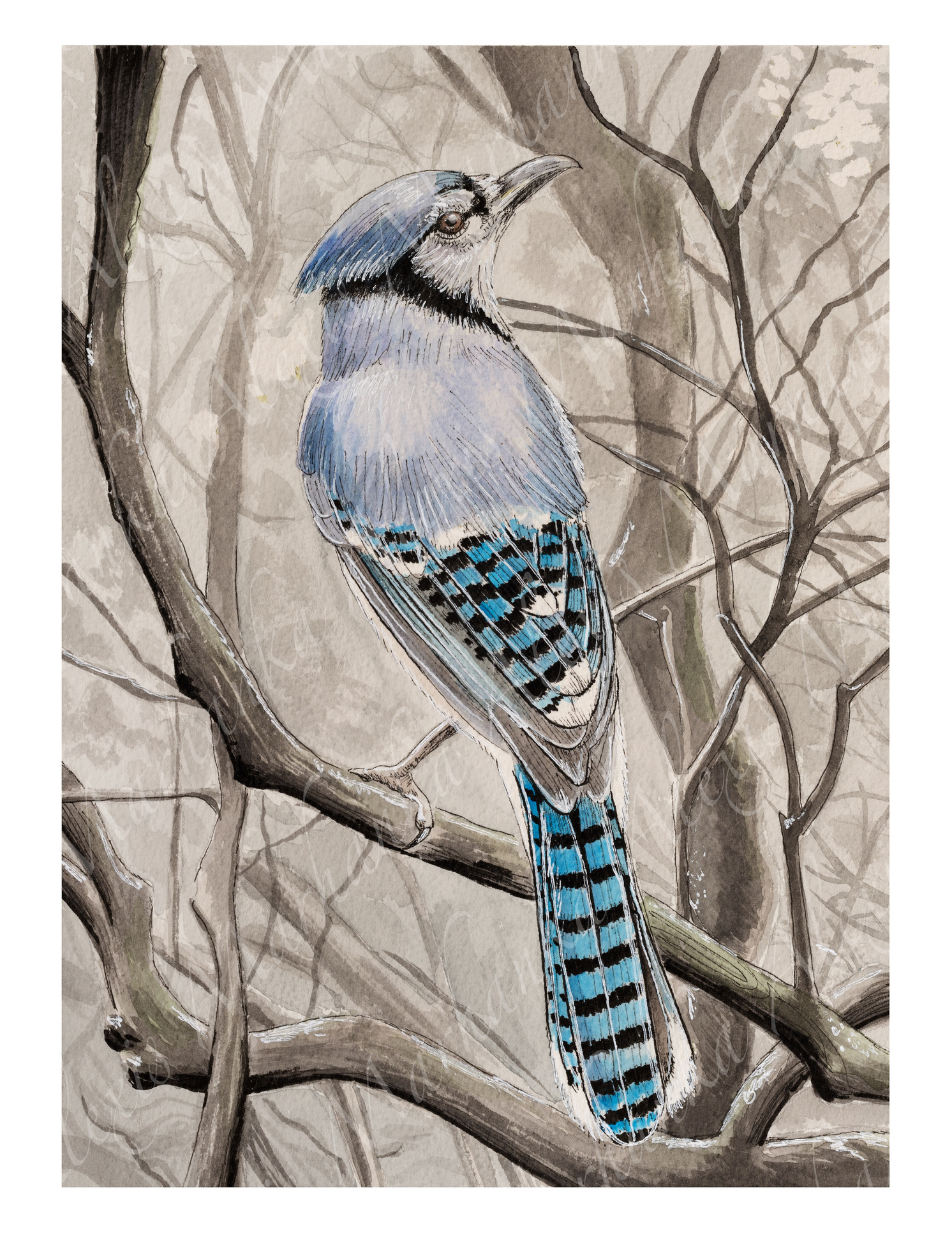 Bluejay Gouache