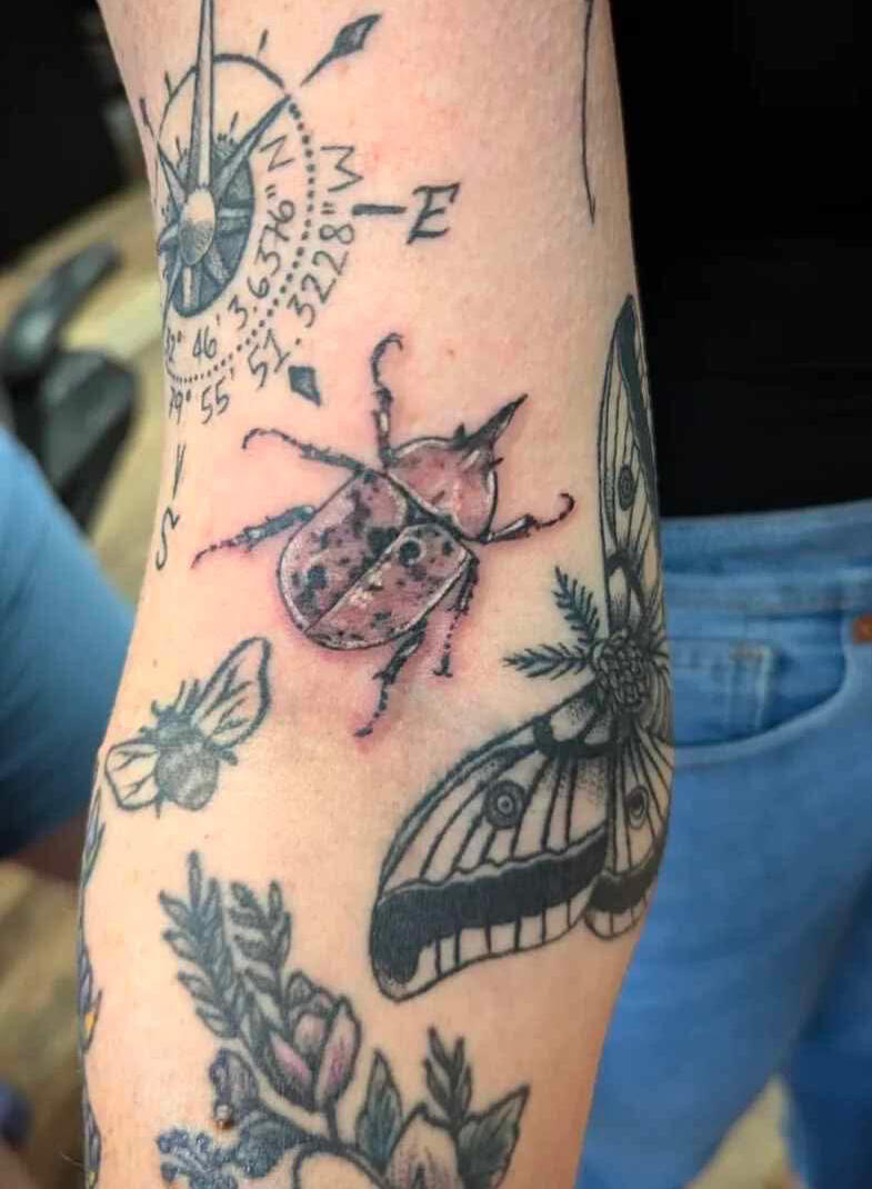 Elbow Ditch Beetle