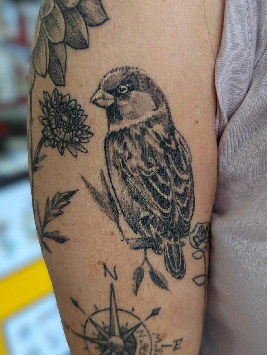 Healed Sparrow