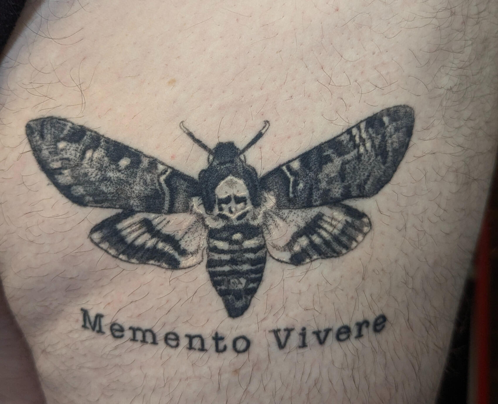 Deathhead Moth (healed)