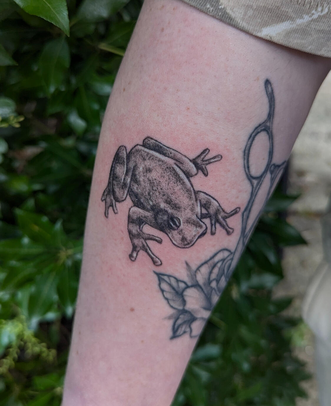 Grey Tree Frog