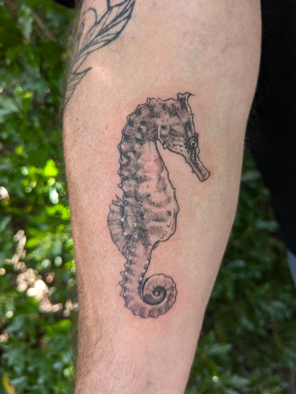 Seahorse