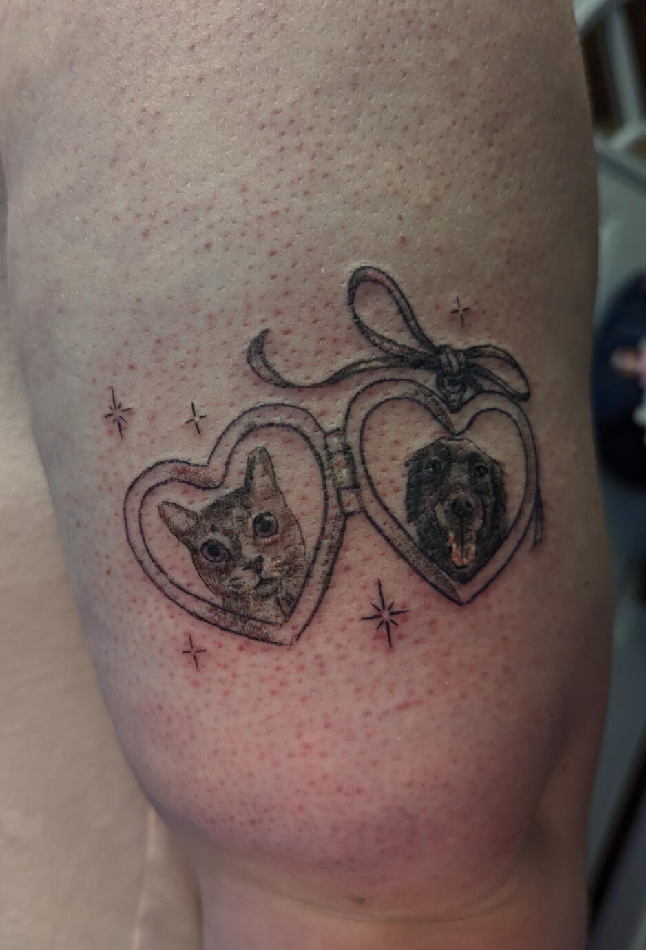 Pet Portraits