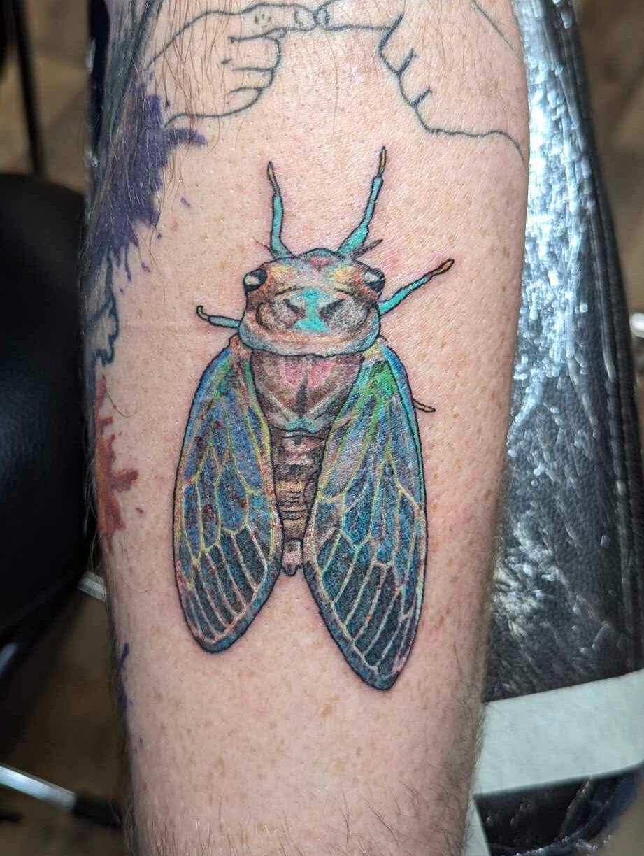 Cicada