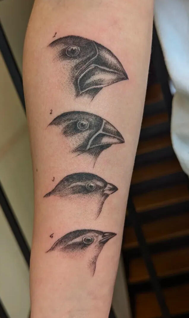 Darwin's Finches
